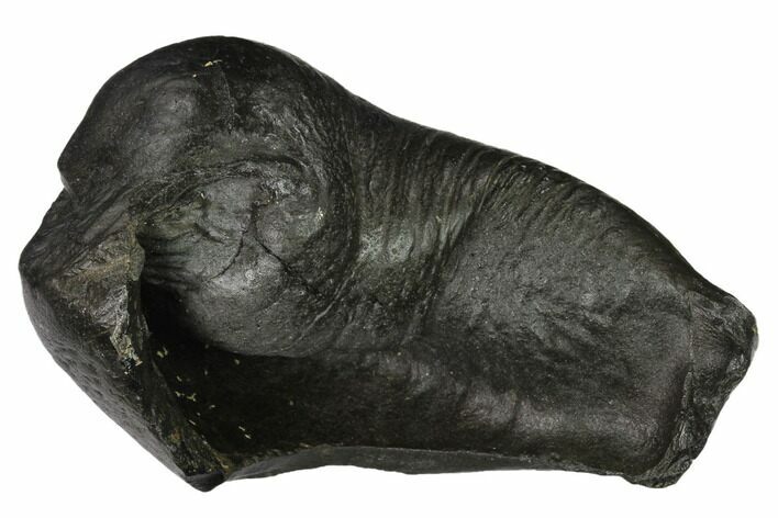 Fossil Whale Ear Bone - Miocene #144901